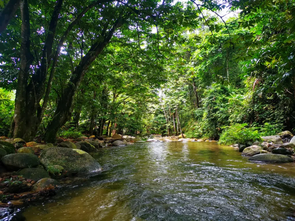 Sungai Tua Recreational Forest: A Nature Lover's Paradise