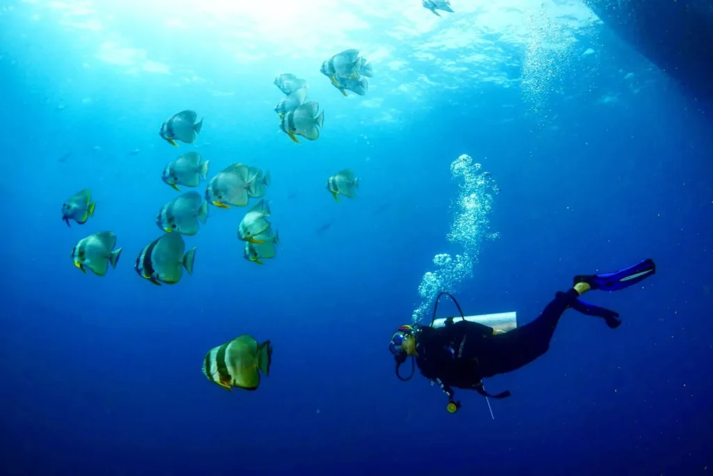 PADI 5 Star Dive Centers in Tioman: Your Underwater Paradise Awaits