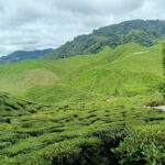 Escape to Tranquility: Unveiling the Beauty of Cameron Highlands, Malaysia