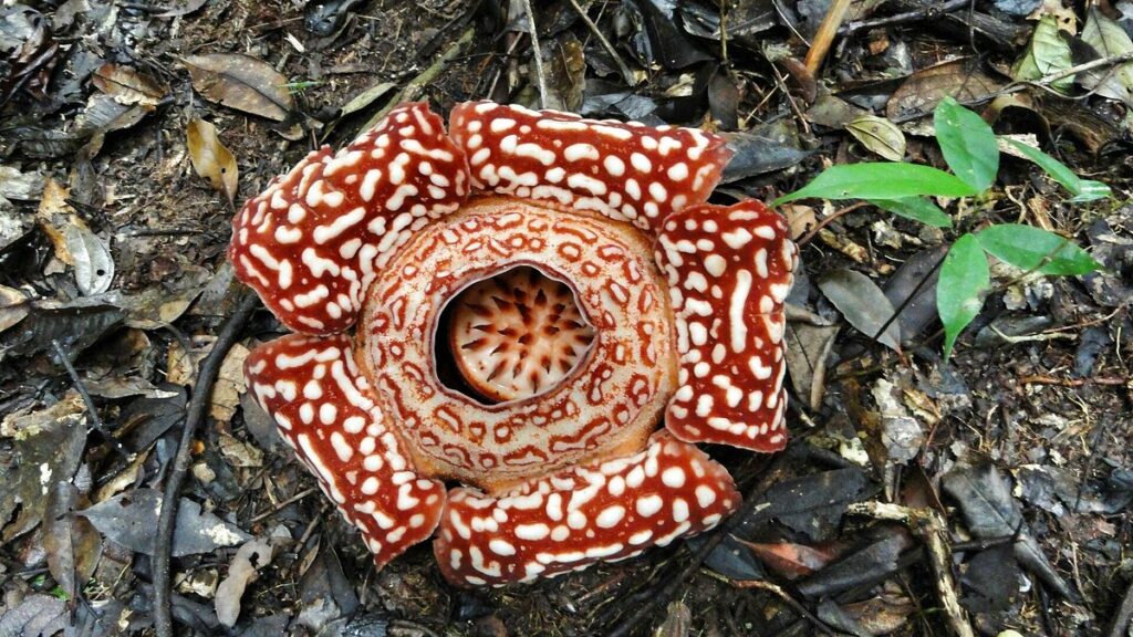 Tambunan Rafflesia Reserve: A Quest for the World's Largest Flower