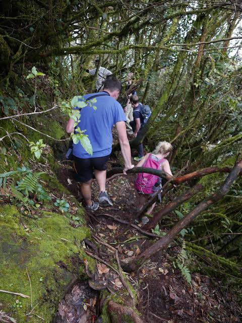 Hiking in the Mossy Forest: A Magical Experience