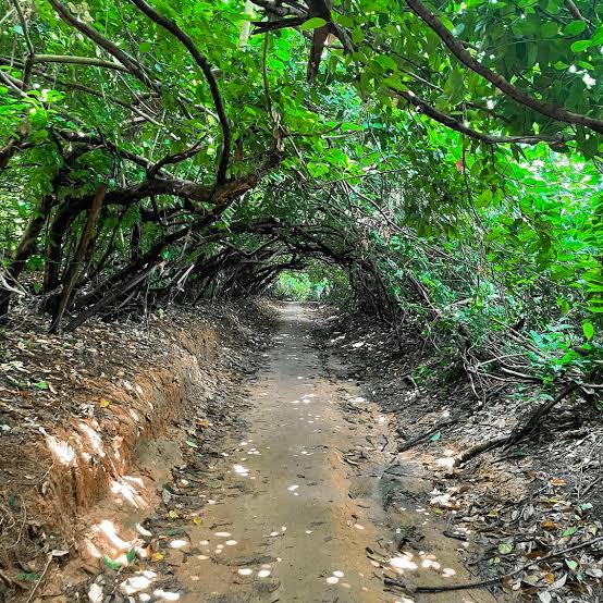 Hiking Through the Seri Alam Tunnel